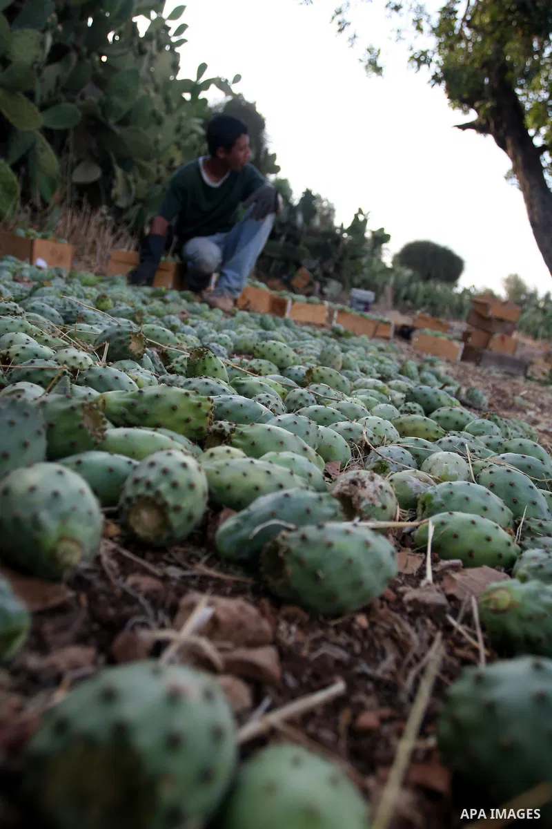 A Palestinian boy picks prickly pear fruit from a cactus plant in the West Bank village of Nilin on July 23, 2011. Photo by Issam Rimawi