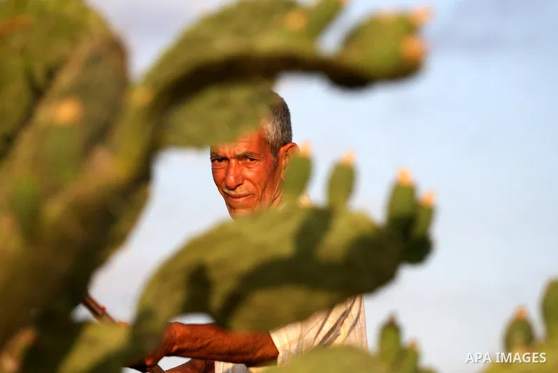 A Palestinian man picks prickly pear fruit from a cactus plant in the West Bank village of Nilin on July 23, 2011. Photo by Issam Rimawi
