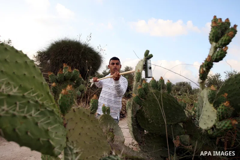 A Palestinian man picks prickly pear fruit from a cactus plant in the West Bank village of Nilin on July 23, 2011. Photo by Issam Rimawi
