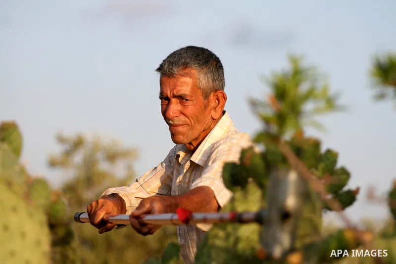 A Palestinian man picks prickly pear fruit from a cactus plant in the West Bank village of Nilin on July 23, 2011. Photo by Issam Rimawi