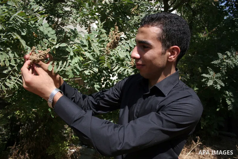 A Palestinian student from the top ten in the general secondary certificate in Palestine, Mohammed Jafar Karki with average of 99.5 % , is greeted by his family in the West Bank city of Hebron , Sunday, July 24, 2011. Ph...