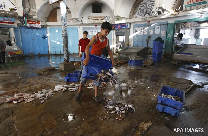 Palestinian fishermen show thier catch after a night at the sea in the port of Gaza City on Aug 4, 2011 .Fishermen, suffer from the tightening of the Israeli siege imposed on Palestinian fishermen a forbidden fishermen b...