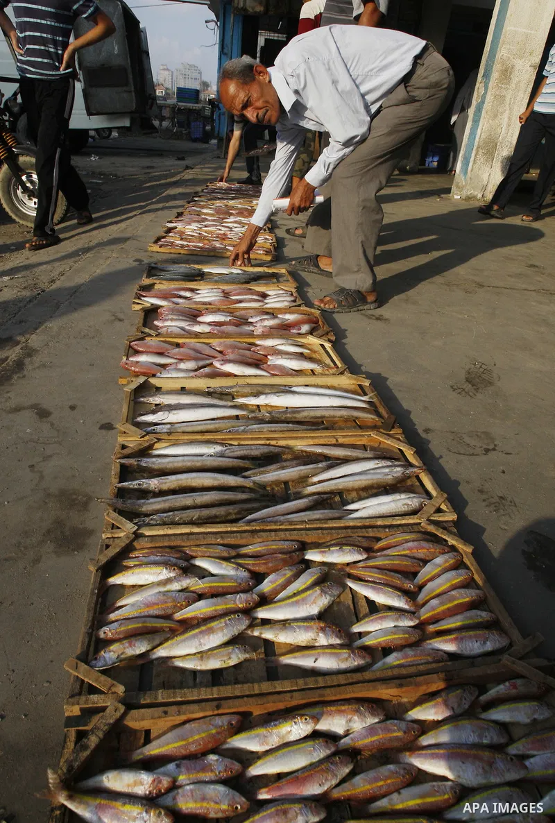 Palestinian fishermen show thier catch after a night at the sea in the port of Gaza City on Aug 4, 2011 .Fishermen, suffer from the tightening of the Israeli siege imposed on Palestinian fishermen a forbidden fishermen b...