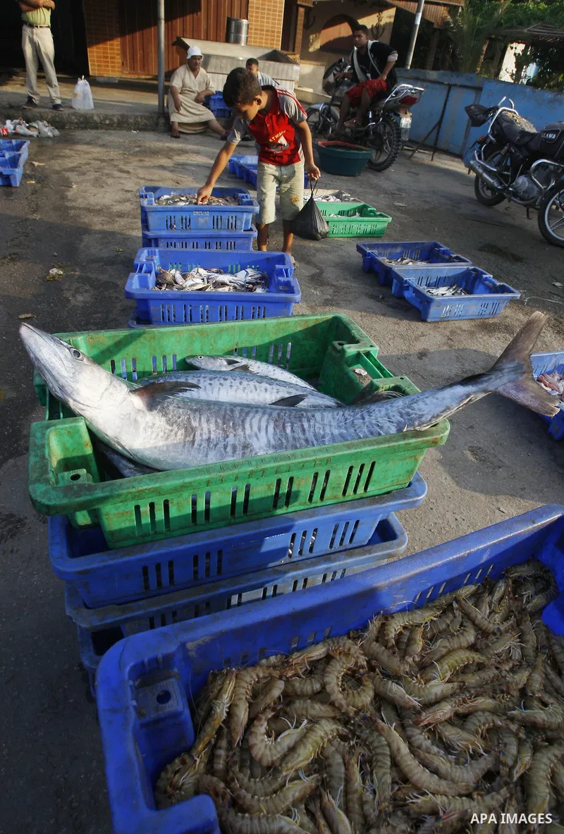 Palestinian fishermen show thier catch after a night at the sea in the port of Gaza City on Aug 4, 2011 .Fishermen, suffer from the tightening of the Israeli siege imposed on Palestinian fishermen a forbidden fishermen b...