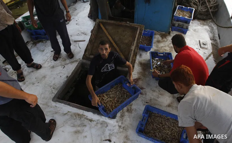Palestinian fishermen show thier catch after a night at the sea in the port of Gaza City on Aug 4, 2011 .Fishermen, suffer from the tightening of the Israeli siege imposed on Palestinian fishermen a forbidden fishermen b...