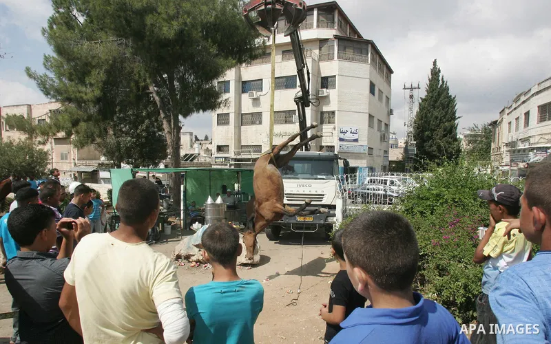 Palestinian boys ride Horses in Jerusalem's Old City, as Muslims celebrated the Eid al-Fitr holiday which marks the end of the holy fasting month of Ramadan outdoors on 1 Sep. 2011. Photo by Mahfouz Abu Turk