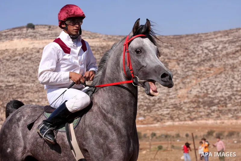 A Palestinian jockey competes during a horse race in the West Bank village of Abu Falah, near the town of Ramallah ,on 02 September 2011. Some 60 horses in different heats participated in races through the day, attractin...