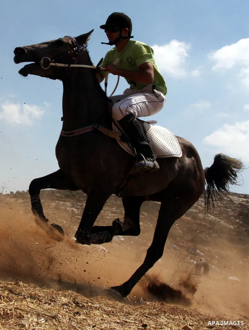 A Palestinian jockey competes during a horse race in the West Bank village of Abu Falah, near the town of Ramallah ,on 02 September 2011. Some 60 horses in different heats participated in races through the day, attractin...