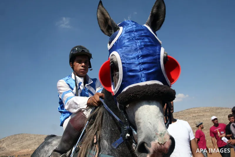 A Palestinian jockey competes during a horse race in the West Bank village of Abu Falah, near the town of Ramallah ,on 02 September 2011. Some 60 horses in different heats participated in races through the day, attractin...