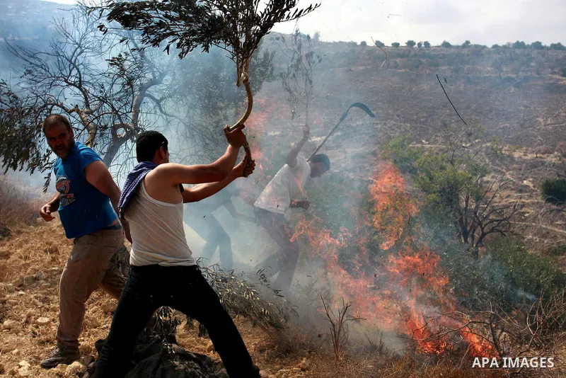 Palestinian policeman try to put out a fire in an olive grove and field, which according to the local Palestinian villagers was started by settlers from a near by Jewish settlement close to the West Bank village of Burin...