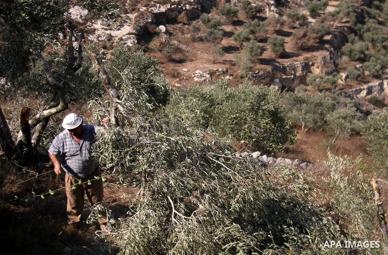 A Palestinian man walks between broken olive tree branches in West Bank village of Hawara, near Nablus,Thursday, Sept. 8, 2011. Three dozen trees have been uprooted in the village, part of a string of attacks which inclu...
