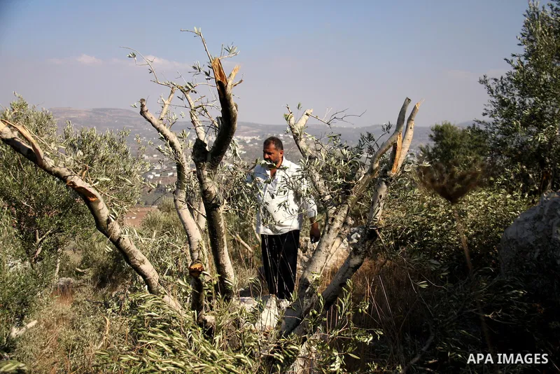 A Palestinian man walks between broken olive tree branches in West Bank village of Hawara, near Nablus,Thursday, Sept. 8, 2011. Three dozen trees have been uprooted in the village, part of a string of attacks which inclu...