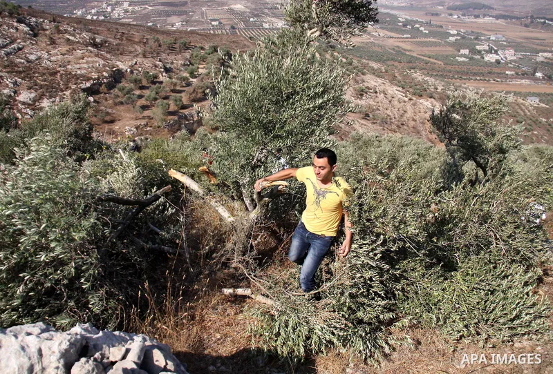 A Palestinian man walks between broken olive tree branches in West Bank village of Hawara, near Nablus,Thursday, Sept. 8, 2011. Three dozen trees have been uprooted in the village, part of a string of attacks which inclu...