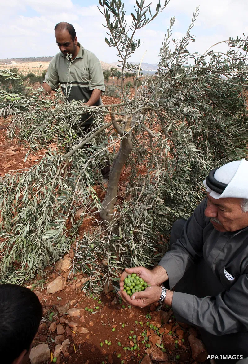 Palestinian farmers from the Odeh Familly collect olive from their trees after many of the trees were allegedly chopped down by Israeli settlers in the West Bank village of Qusra on 10 September 2011. Photo by Wagdi Esht...