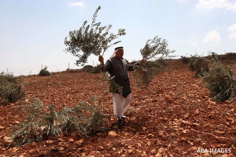 A Palestinian farmer, Mohamed Odeh (64) collects olive trees after many of the trees were allegedly chopped down by Israeli settlers in the West Bank village of Qusra on 10 September 2011. Photo by Wagdi Eshtayah