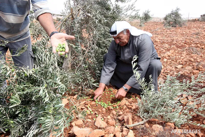 A Palestinian farmer, Mohamed Odeh (64) shows some salvaged olives after many of his olive trees were allegedly chopped down by Israeli settlers in the West Bank village of Qusra on 10 September 2011. Photo by Wagdi Esht...