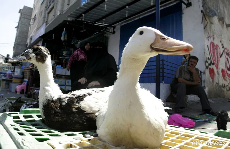 Palestinian vendors display birds for selling, at the market in the Rafah refugee camp, southern Gaza Strip on Sep 11, 2011. Photo by Abed Rahim Khatib