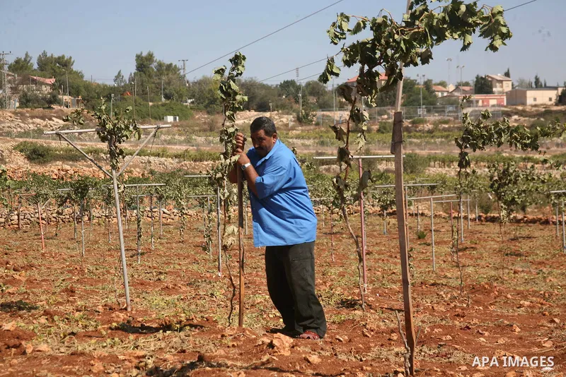 A Palestinian man inspects his vineyard after it was damaged by suspected Jewish settlers from the nearby settlement Karmi Tasour in the West Bank village of Beit Omar, near Hebron on 12 September 2011. Media reports sta...