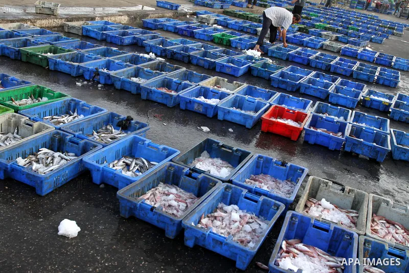 Palestinian fishermen show thier catch in the port of Gaza City on Sep. 22, 2011. Palestinians hoped that the blockade is lifted from the sea, and setting "Palestine state 194", representing their hope to become the 194t...
