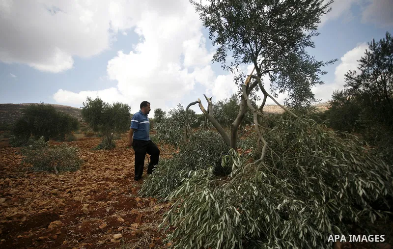 A Palestinian farmer inspects the broken branches of olive trees in the northern West Bank village of Qusra, Sunday, Sept. 25, 2011. Palestinian farmers found some 400 olive trees uprooted or torn apart in the West Bank...