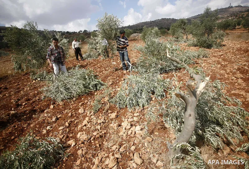 Palestinian farmers inspect the broken branches of olive trees in the northern West Bank village of Qusra, Sunday, Sept. 25, 2011. Palestinian farmers found some 400 olive trees uprooted or torn apart in the West Bank vi...