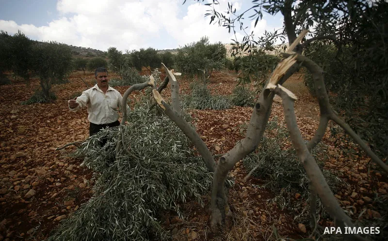 A Palestinian farmer inspects the broken branches of olive trees in the northern West Bank village of Qusra, Sunday, Sept. 25, 2011. Palestinian farmers found some 400 olive trees uprooted or torn apart in the West Bank...