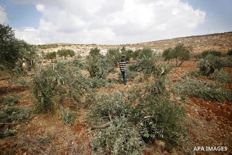 A Palestinian farmer inspects the broken branches of olive trees in the northern West Bank village of Qusra, Sunday, Sept. 25, 2011. Palestinian farmers found some 400 olive trees uprooted or torn apart in the West Bank...