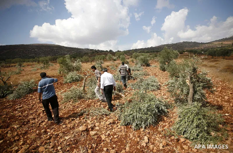 Palestinian farmers inspect the broken branches of olive trees in the northern West Bank village of Qusra, Sunday, Sept. 25, 2011. Palestinian farmers found some 400 olive trees uprooted or torn apart in the West Bank vi...