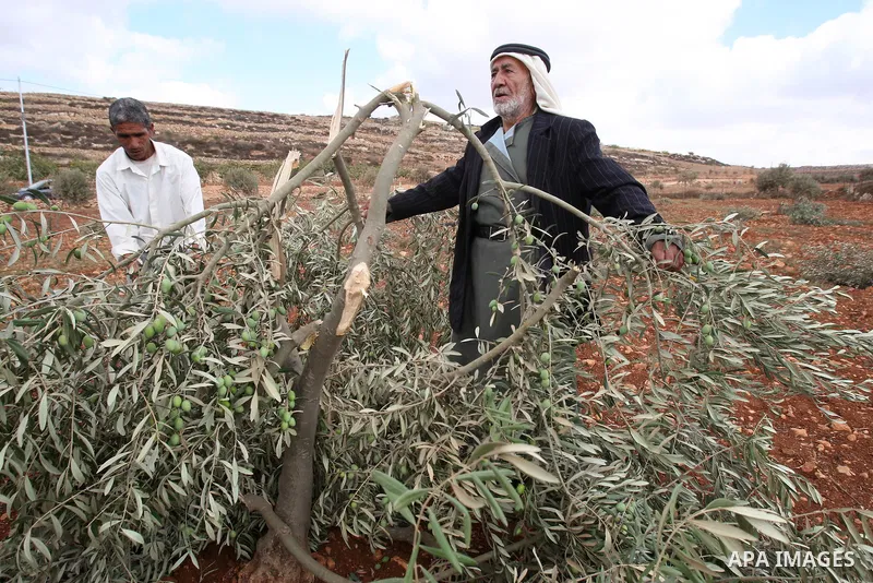 A Palestinian man gestures next to a damaged olive tree in the village of Qusra in the northern West Bank, Thursday, Oct, 6, 2011. According to Palestinian residents, some 180 olive trees were uprooted by Jewish settlers...