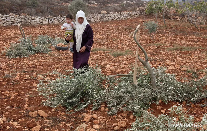 A Palestinian woman gestures next to a damaged olive tree in the village of Qusra in the northern West Bank, Thursday, Oct, 6, 2011. According to Palestinian residents, some 180 olive trees were uprooted by Jewish settle...