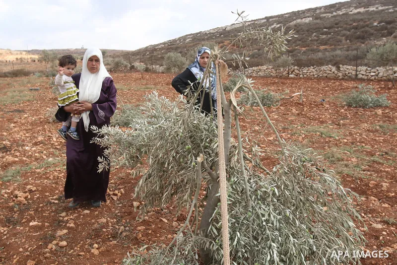 A Palestinian woman gestures next to a damaged olive tree in the village of Qusra in the northern West Bank, Thursday, Oct, 6, 2011. According to Palestinian residents, some 180 olive trees were uprooted by Jewish settle...
