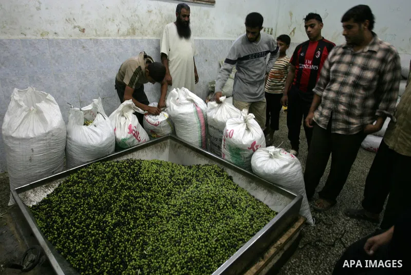 Palestinian men work in an olive oil factory during the olive harvest season , in Khan Yunis in the southern Gaza Strip on October 8, 2011. Palestinians began the annual harvest of olives, a staple for many local farmers...