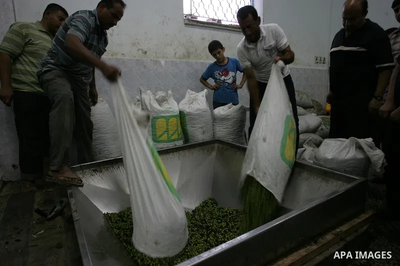 Palestinian men work in an olive oil factory during the olive harvest season , in Khan Yunis in the southern Gaza Strip on October 8, 2011. Palestinians began the annual harvest of olives, a staple for many local farmers...