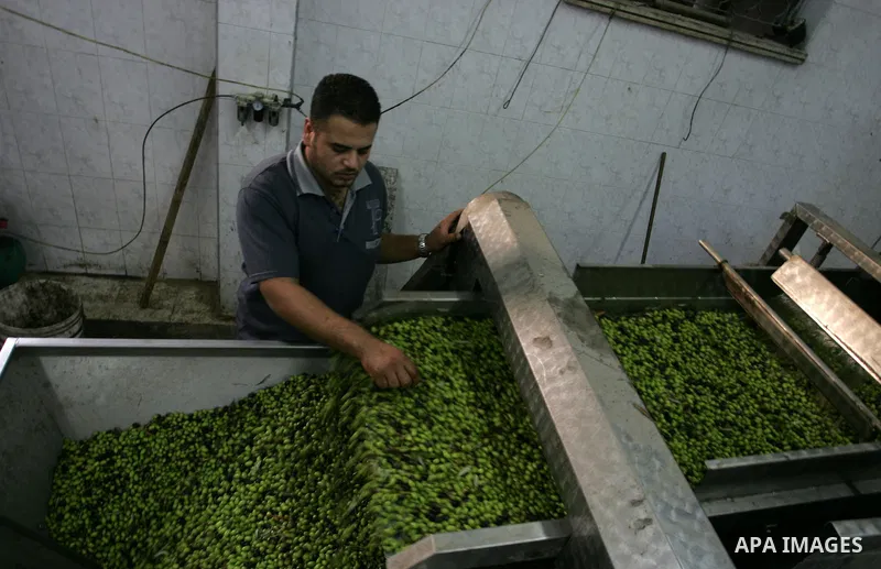 Palestinian men work in an olive oil factory during the olive harvest season , in Khan Yunis in the southern Gaza Strip on October 8, 2011. Palestinians began the annual harvest of olives, a staple for many local farmers...