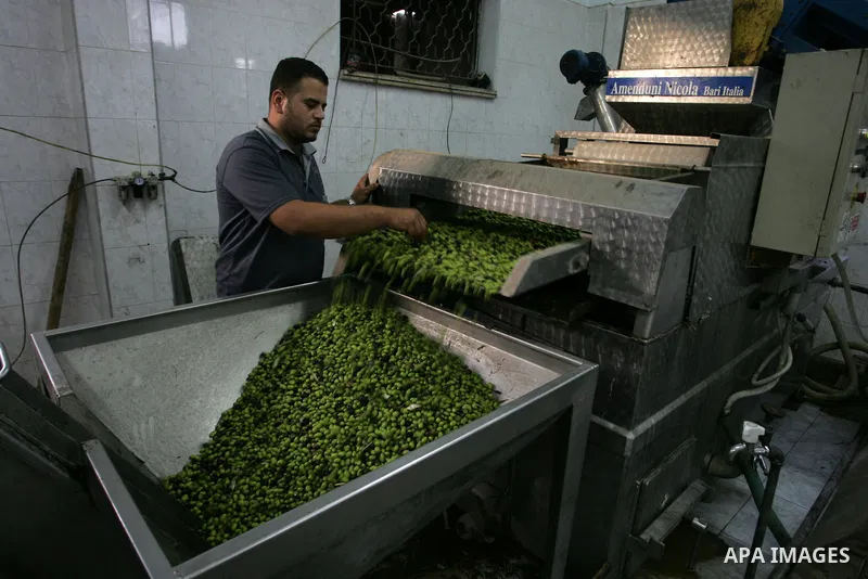 Palestinian men work in an olive oil factory during the olive harvest season , in Khan Yunis in the southern Gaza Strip on October 8, 2011. Palestinians began the annual harvest of olives, a staple for many local farmers...