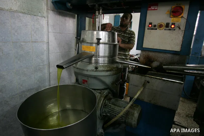 Palestinian men work in an olive oil factory during the olive harvest season , in Khan Yunis in the southern Gaza Strip on October 8, 2011. Palestinians began the annual harvest of olives, a staple for many local farmers...