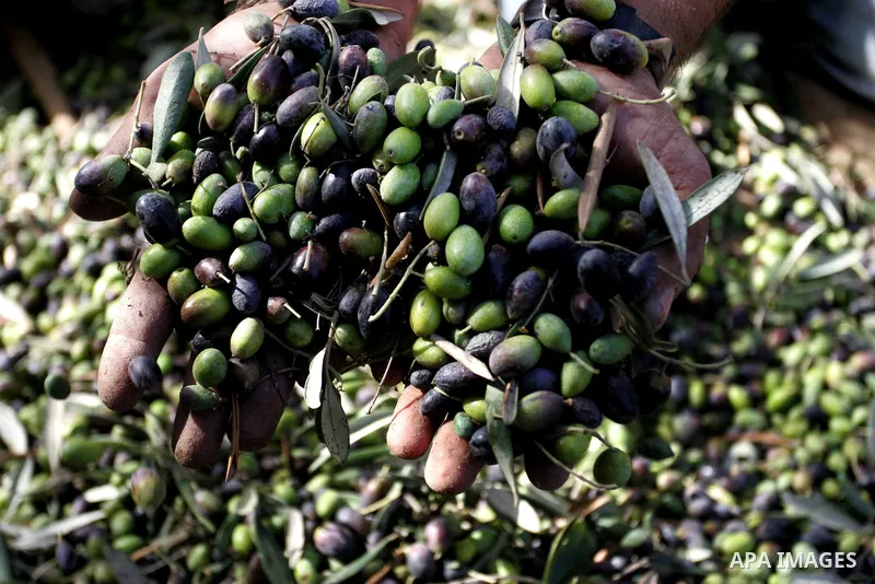 Palestinian men collects olives at the start of the annual harvest season in Khan Yunis in the southern Gaza Strip on October 8, 2011. Photo by Abed Rahim Khatib