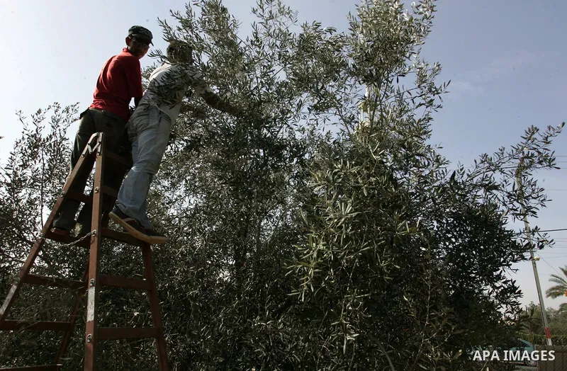 Palestinian men collects olives at the start of the annual harvest season in Khan Yunis in the southern Gaza Strip on October 8, 2011. Photo by Abed Rahim Khatib