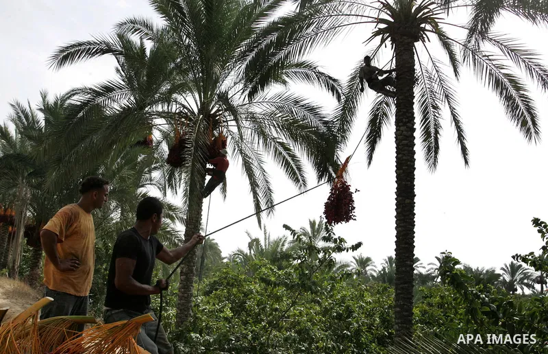 Palestinian farmers gather dates harvested from date palm trees in Khan Yunis, in the southern Gaza Strip, on Oct, 09, 2011. Photo by Abed Rahim Khatib