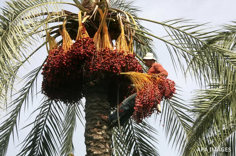 Palestinian farmers gather dates harvested from date palm trees in Khan Yunis, in the southern Gaza Strip, on Oct, 09, 2011. Photo by Abed Rahim Khatib
