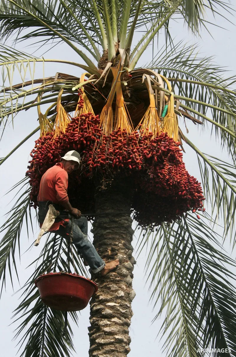 Palestinian farmers gather dates harvested from date palm trees in Khan Yunis, in the southern Gaza Strip, on Oct, 09, 2011. Photo by Abed Rahim Khatib