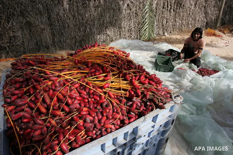 Palestinian farmers gather dates harvested from date palm trees in Khan Yunis, in the southern Gaza Strip, on Oct, 09, 2011. Photo by Abed Rahim Khatib
