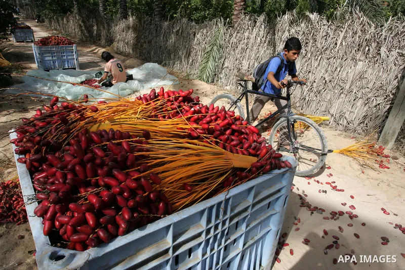 Palestinian farmers gather dates harvested from date palm trees in Khan Yunis, in the southern Gaza Strip, on Oct, 09, 2011. Photo by Abed Rahim Khatib