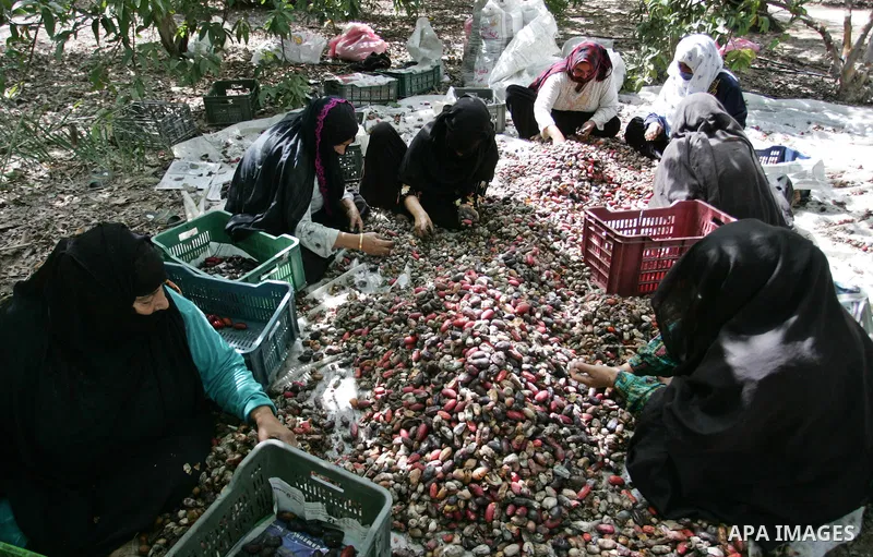 Palestinian farmers gather dates harvested from date palm trees in Khan Yunis, in the southern Gaza Strip, on Oct, 09, 2011. Photo by Abed Rahim Khatib