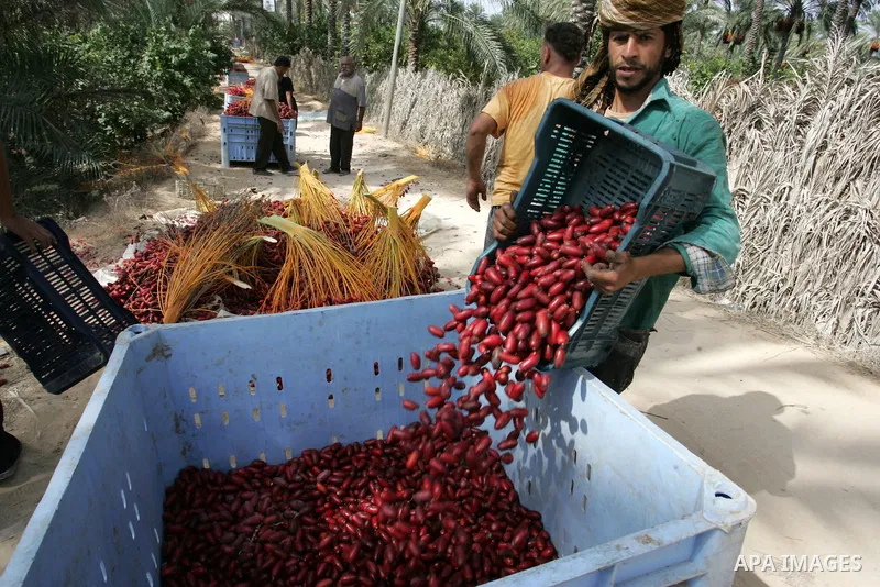 Palestinian farmers gather dates harvested from date palm trees in Khan Yunis, in the southern Gaza Strip, on Oct, 09, 2011. Photo by Abed Rahim Khatib