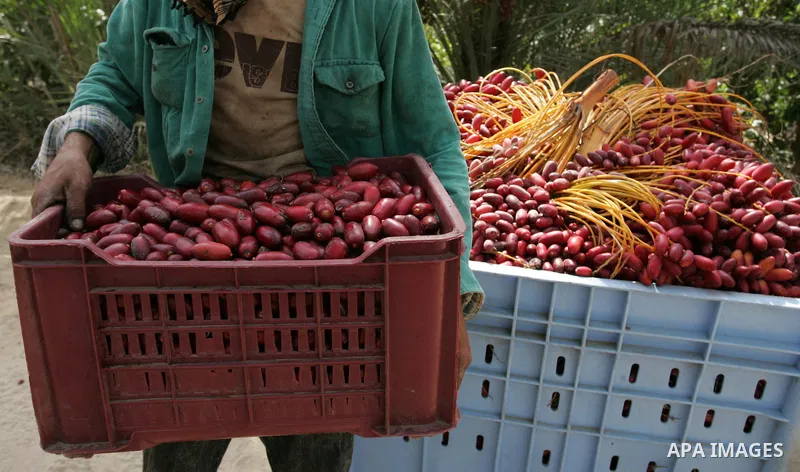 Palestinian farmers gather dates harvested from date palm trees in Khan Yunis, in the southern Gaza Strip, on Oct, 09, 2011. Photo by Abed Rahim Khatib
