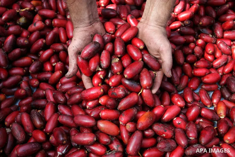 Palestinian farmers gather dates harvested from date palm trees in Khan Yunis, in the southern Gaza Strip, on Oct, 09, 2011. Photo by Abed Rahim Khatib