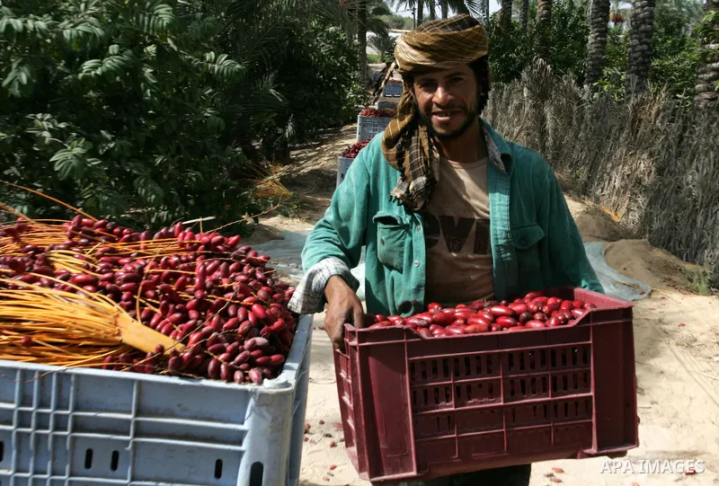 Palestinian farmers gather dates harvested from date palm trees in Khan Yunis, in the southern Gaza Strip, on Oct, 09, 2011. Photo by Abed Rahim Khatib