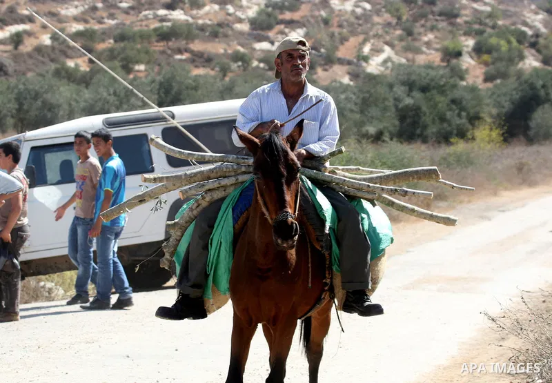 Palestinians leave their land after settlers clashed with Palestinian farmers from the village of Awarta in the Israeli occupied West Bank, on October 9, 2011, as they tried to pick olives from land owned by the family o...