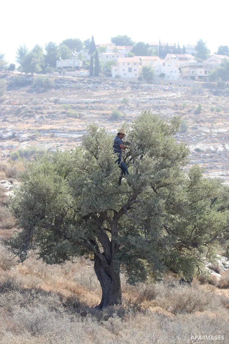 Palestinian men collects olives at the start of the annual harvest season in Nablus on Oct,10, 2011. Photo by Wagdi Eshtayah